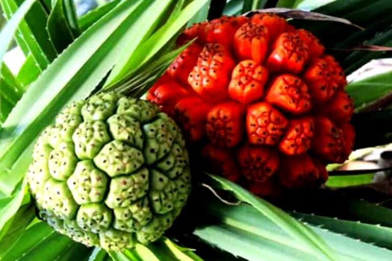 Kevada (Kewra): The Aromatic Ancient Remedy for Modern Pain Relief