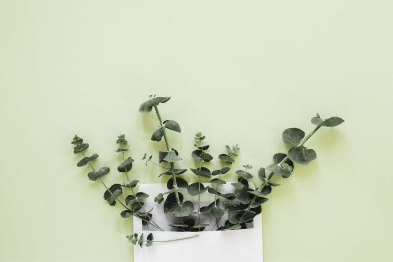 Eucalyptus Benefits Uses Ayurveda