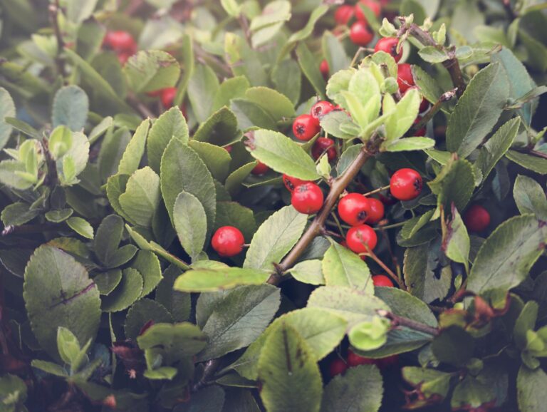 Wintergreen for Migraine Relief: Natural Pain Science & Ayurvedic Roots